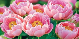 Конверт для денег