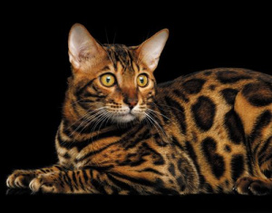 Календарь Трио  295*720мм на 2026г.  Бенгальская кошка