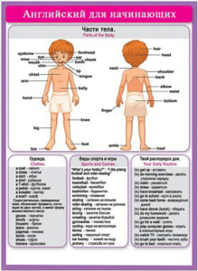 Плакат 15*21см "Английский для начинающих. Части тела"