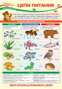 Плакат 23*42см "Окружающий мир в начальной школе. Цепи питания"