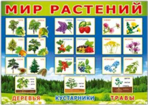 Плакат 50*70см "Мир растений"