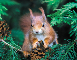 Календарь Трио  295*720мм на 2026г.  Белочка