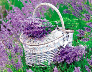 Календарь Трио  295*720мм на 2026г.  Лаванда