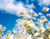 Календарь Трио  295*720мм на 2026г.  Ромашки