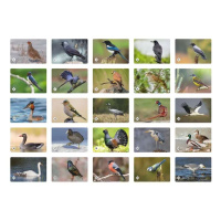 Игра Мемо "Птицы России"  (50 карточек)