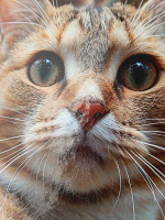 Блокнот А5 7БЦ 160л "Фотография котиков" глянц.лам., кл.