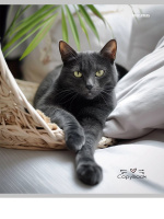 Тетрадь А5  96л кл. Проф-Пресс "Разные домашние коты"