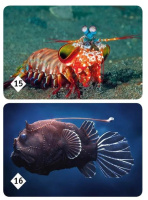 Игра Мемо "Подводный мир"  (50 карточек)