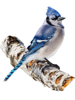 Контурный пазл  300 дет.  55*60см "Голубая сойка"
