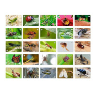 Игра Мемо "Мир насекомых и не только" (50 карточек)