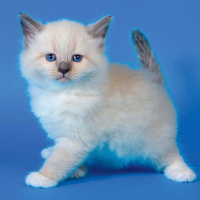 Календарь КВАДРАТ  285*285мм на 2026г.  Котята