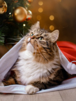 Мозаика алмазная по номерам на холсте 30*40см "Усатый подарок" с подрамником