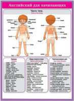 Плакат 15*21см "Английский для начинающих. Части тела"
