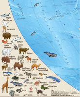 Подкладка д/письма 380х590 мм "Животный и растительный мир Земли"