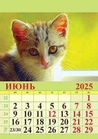 Календарь на магнтие отрывной  96*135мм на 2025г.  Котята