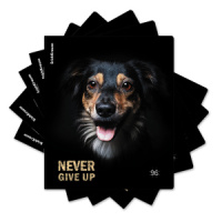 Тетрадь А5  96л кл. Erich Krause "Собаки" матовая ламинация MIX-PACK