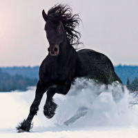 Календарь КВАДРАТ  285*285мм на 2026г.  Год лошади