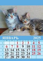 Календарь на магнтие отрывной  96*135мм на 2025г.  Котята