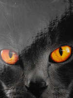 Блокнот А5 7БЦ  80л "Черная кошка - 2" клетка, глянц.лам.