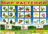 Плакат 50*70см "Мир растений"