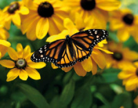 Календарь Трио  295*720мм на 2026г.  Бабочка на желтом