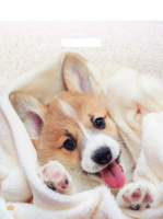 Пакет 45*38см (60мк) с вырубной укрепл. ручкой "Малыш Веня" Ламинат