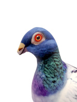 Игрушка антистресс 23см "Птица Голубь"