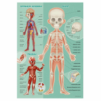 Набор подарочный "Подарок для любознательных. Как устроен человек? 5 в 1"