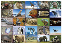 Игра Мемо "Удивительные животные"  (50 карточек)