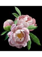 Картина по номерам на холсте 40*50см "Нежные пионы"