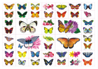 Альбом наклеек А4 4 стр, "Цветы и бабочки" 350 шт Альбом наклеек А4 4 стр, "Цветы и бабочки" 350 шт