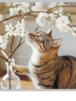 Тетрадь А5  48л кл. гребень Проф-Пресс "Уютные котики" белизна 100%