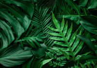 Пазлы 1000 элементов  475*675мм.  "Тропическая свежесть"