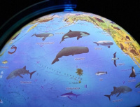 Глобус д-р 250 Зоогеографический (детский), подсветка, классик, евро, карт.короб