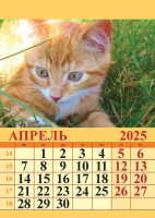 Календарь на магнтие отрывной  96*135мм на 2025г.  Котята