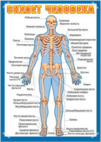 Плакат 50*70см "Скелет человека"