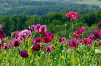 Календарь Трио с магнитным курсором  305*675мм на 2026г.  Пейзаж. Маковое Поле