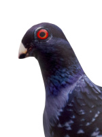 Игрушка антистресс 23см "Птица Голубь городской"