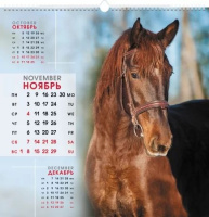 Календарь настенный перекидной РИГЕЛЬ  445*445мм на 2026г.  Благородные скакуны