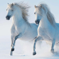 Календарь КВАДРАТ  285*285мм на 2026г.  Год лошади