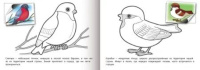 Раскраска А5  8стр. с наклейками "Птицы"
